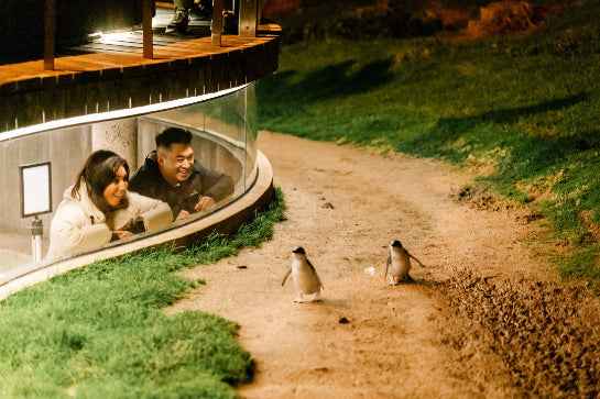 Phillip Island Penguins & Wildlife: How to View Them Responsibly