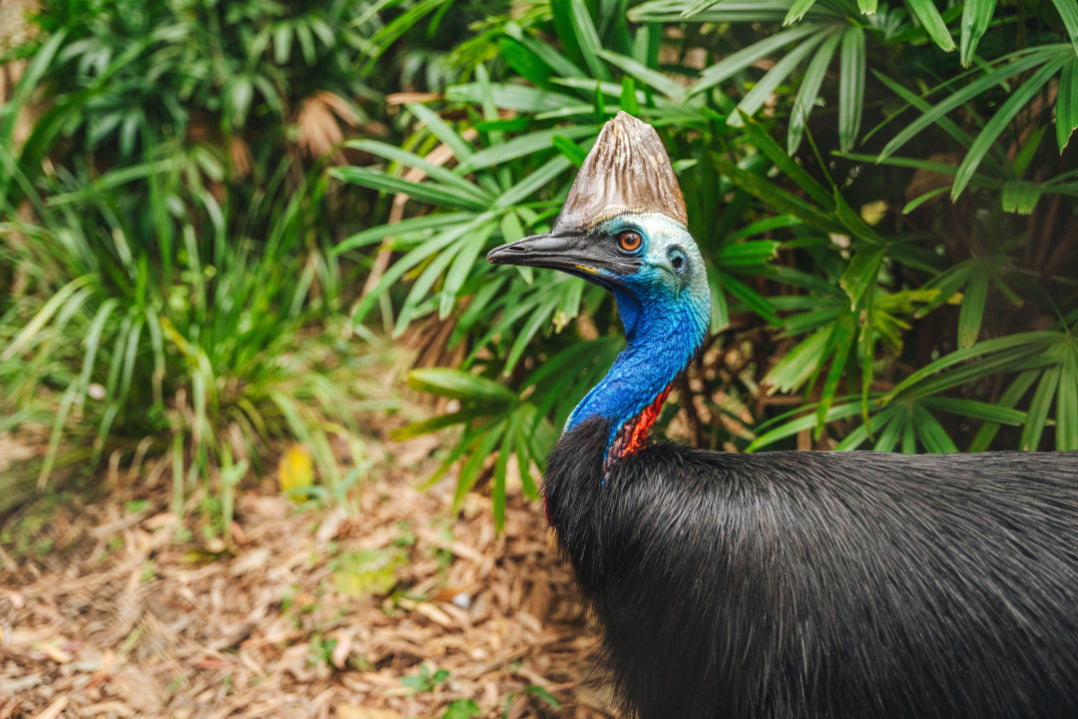 Birdwatching in Australia: Best Places, Species & Responsible Tips