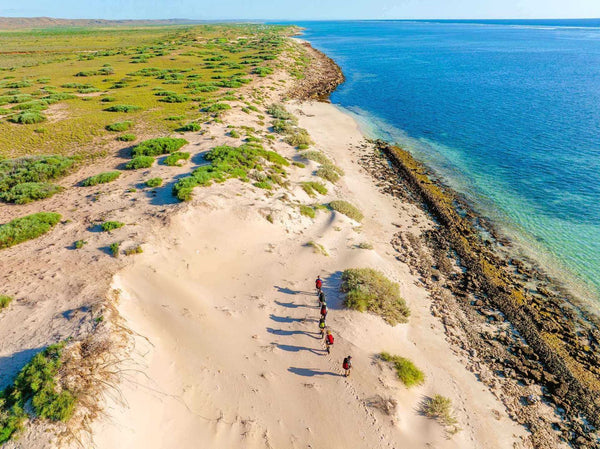 Ningaloo Reef by Season: When to See Whale Sharks, Humpbacks, Mantas & Turtles