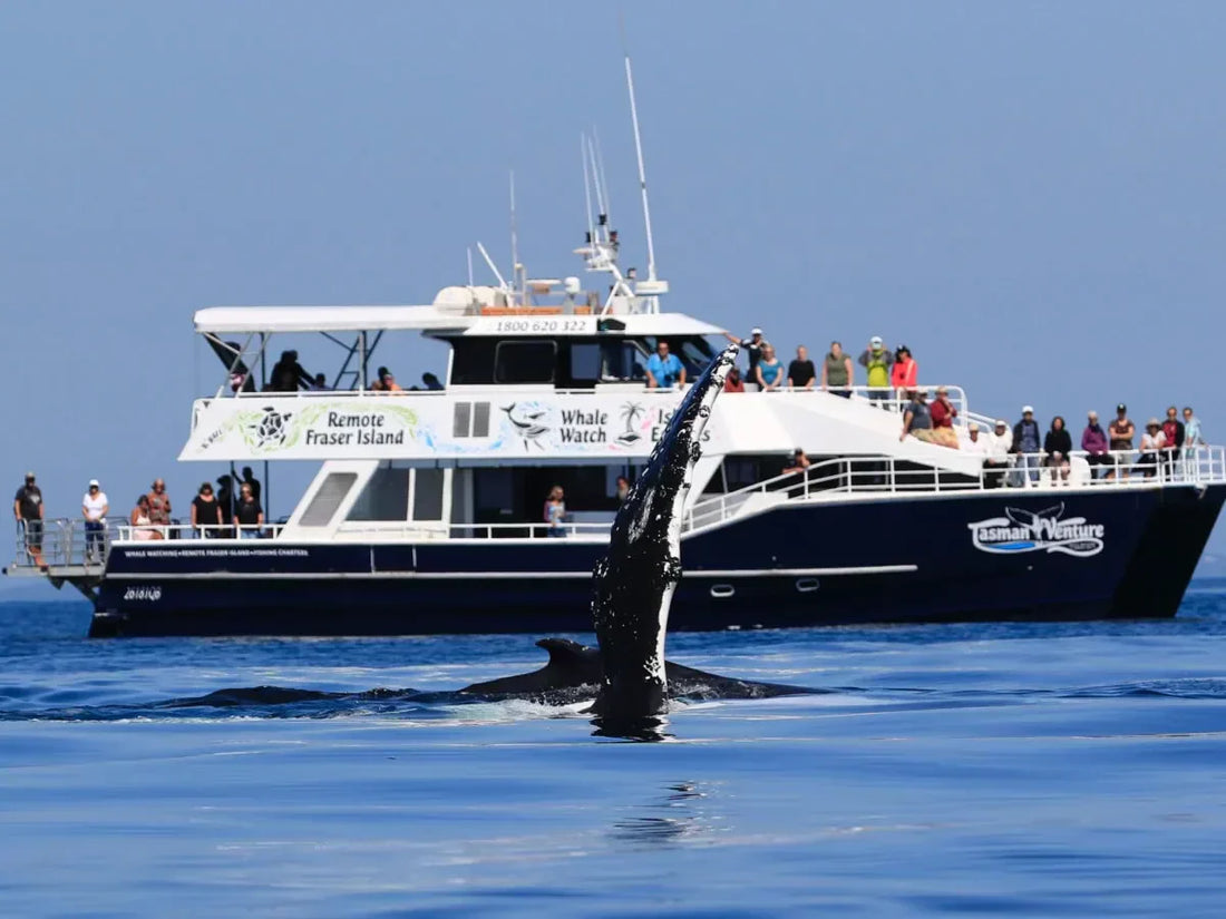 Byron Bay Dolphin Cruise Guide 2026