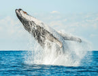 Byron Bay Whale Watching Tour: Humpbacks & Marine Biologist Guide