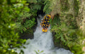 Kaituna River Rafting: Grade 5 Waterfall Adventure