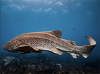 Byron Bay Julian Rocks Snorkeling Tour: Marine Biologist Guided
