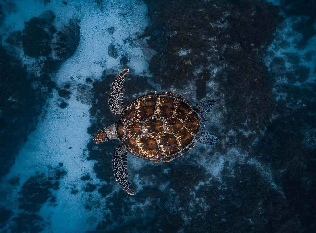 Byron Bay Julian Rocks Snorkeling Tour: Marine Biologist Guided
