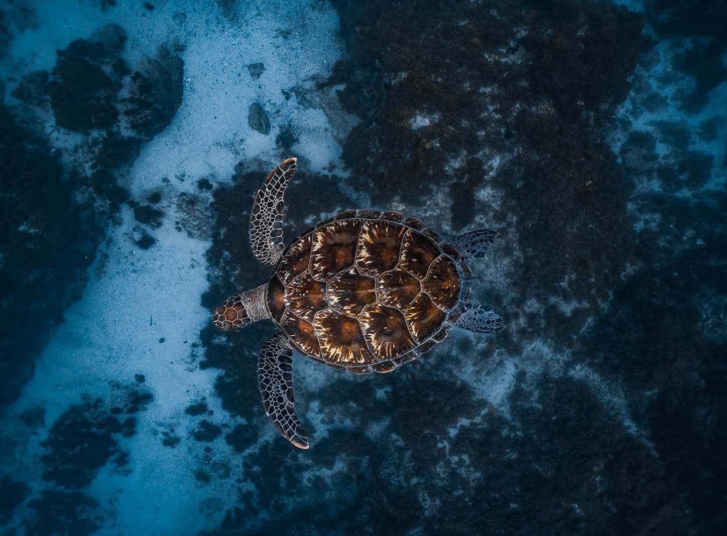 Byron Bay Julian Rocks Snorkeling Tour: Marine Biologist Guided