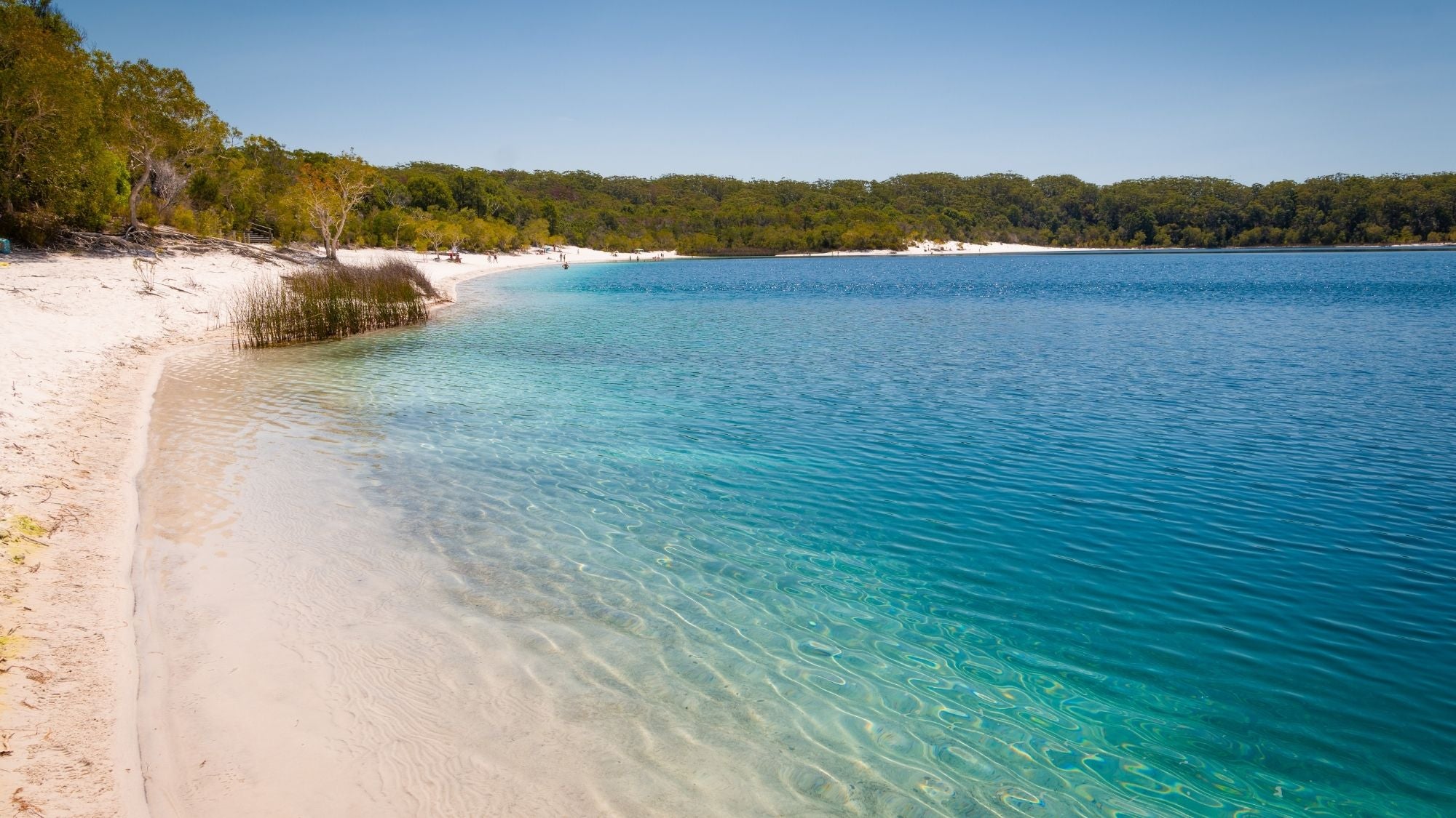 Remote K'gari Whale Experience Day Tour: Creeks, Dunes & Humpbacks