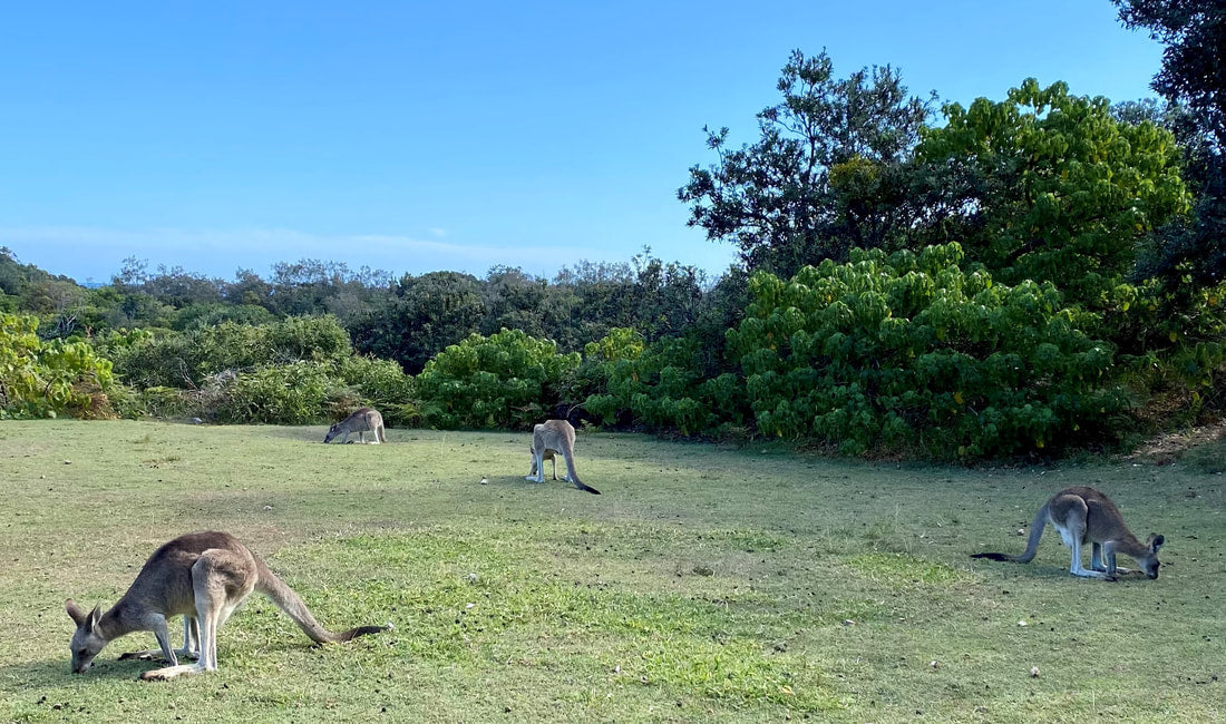 North Stradbroke Island Wildlife & Sunset Day Tour from Brisbane - Zero Trace Tours