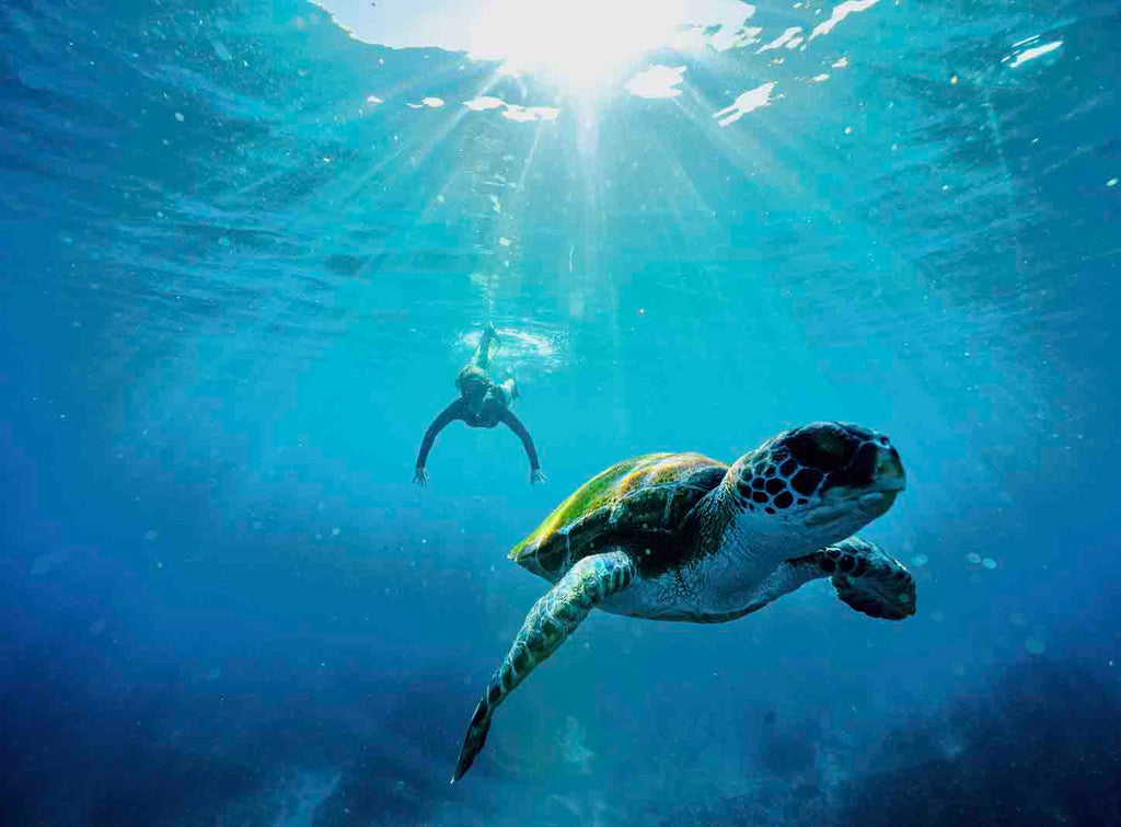 Byron Bay Julian Rocks Snorkeling Tour: Marine Biologist Guided