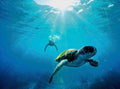 Byron Bay Julian Rocks Snorkeling Tour: Marine Biologist Guided