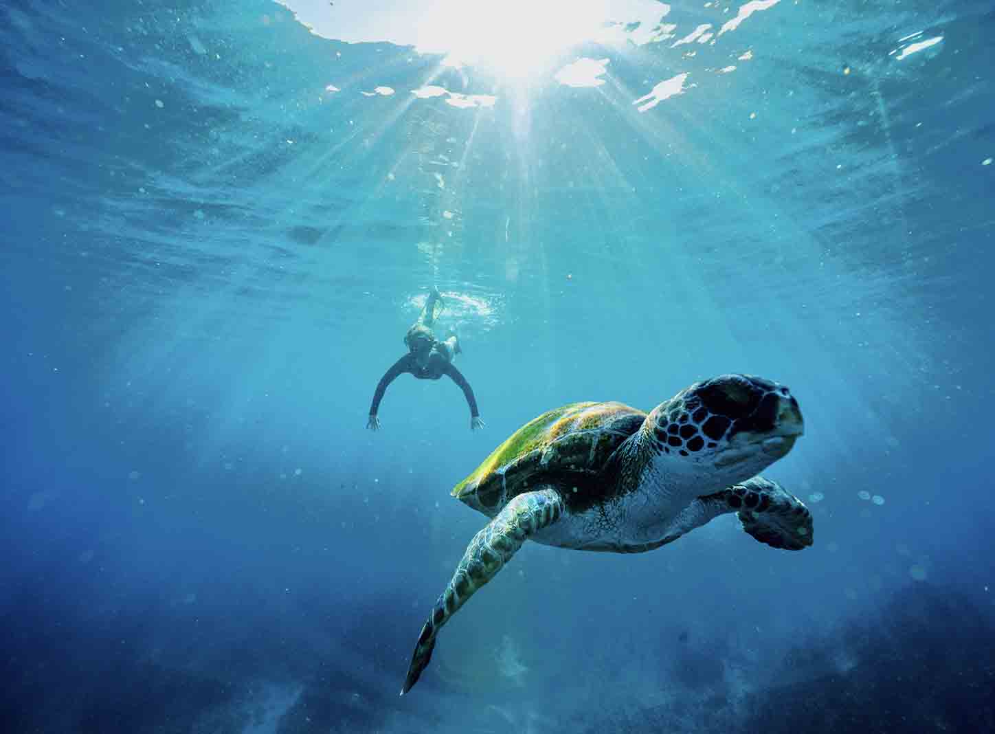 Byron Bay Julian Rocks Snorkeling Tour: Marine Biologist Guided