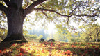 Hobbiton Glowworms Geothermal 2-Day Adventure: Auckland Escape