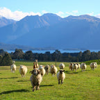 Catlins Day Tour Dunedin Te Anau: Lighthouses, Falls & Wildlife