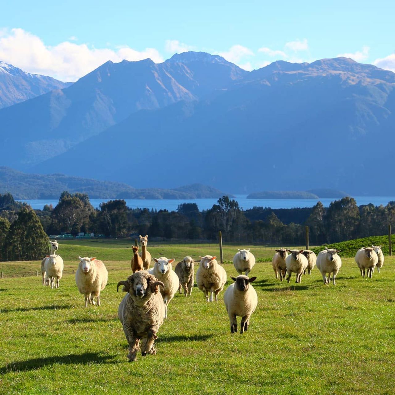 Catlins Day Tour Dunedin Te Anau: Lighthouses, Falls & Wildlife