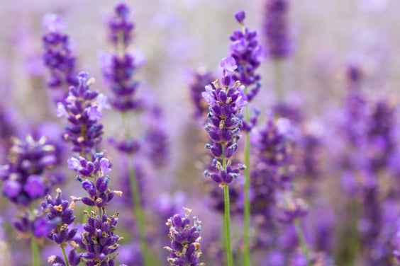Perth Coral Coast Discovery: Lobster, Lavender & Pinnacles Day Tour