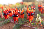 Perth Coral Coast Discovery: Lobster, Lavender & Pinnacles Day Tour