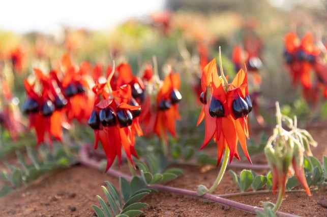 Perth Coral Coast Discovery: Lobster, Lavender & Pinnacles Day Tour