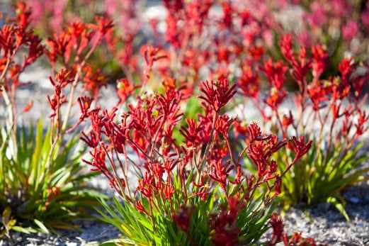 Perth Coral Coast Discovery: Lobster, Lavender & Pinnacles Day Tour