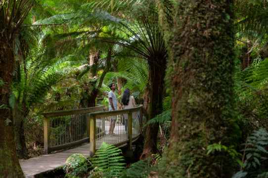 Melbourne Great Ocean Road & 12 Apostles Discovery Day Tour