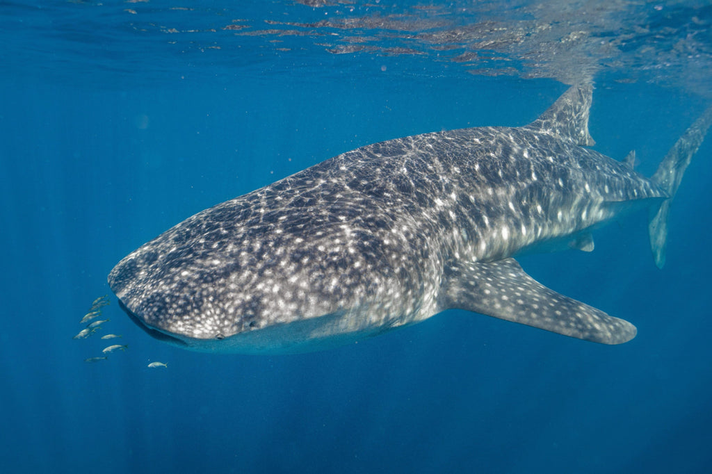8 Day West Coast Explorer from Perth to Exmouth - Zero Trace Tours