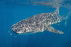 8 Day West Coast Explorer from Perth to Exmouth - Zero Trace Tours