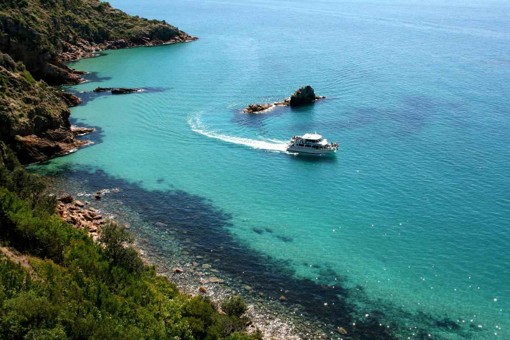 Phillip Island Dolphin & Whale Cruise from San Remo