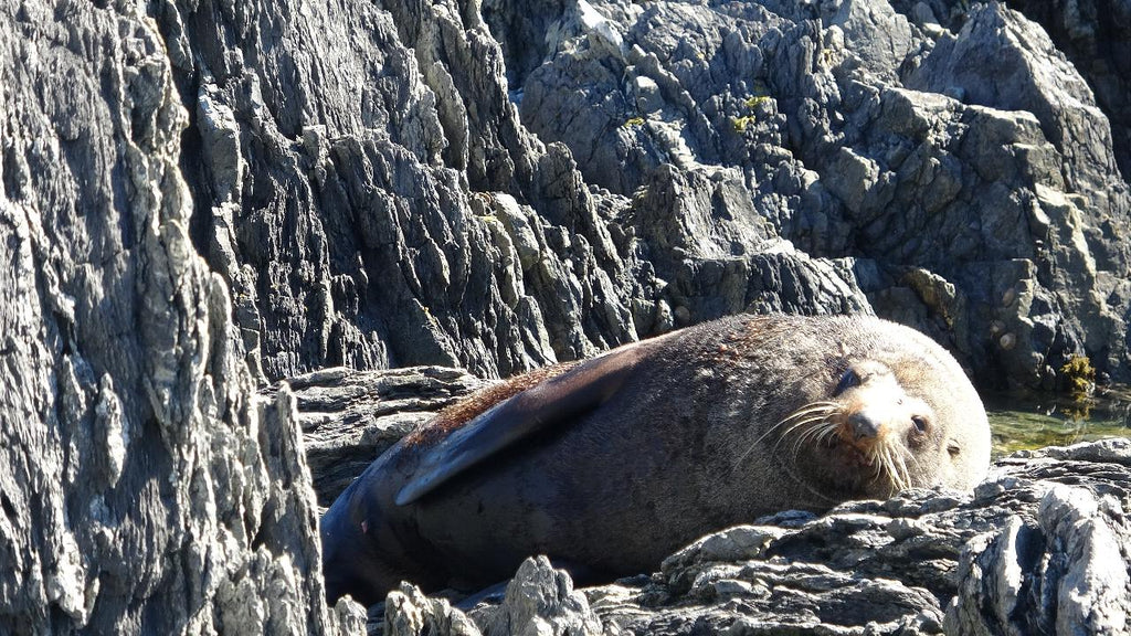 Wellington Seal Coast Safari Day Tour: Private Beach & Fur Seals