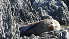 Wellington Seal Coast Safari Day Tour: Private Beach & Fur Seals