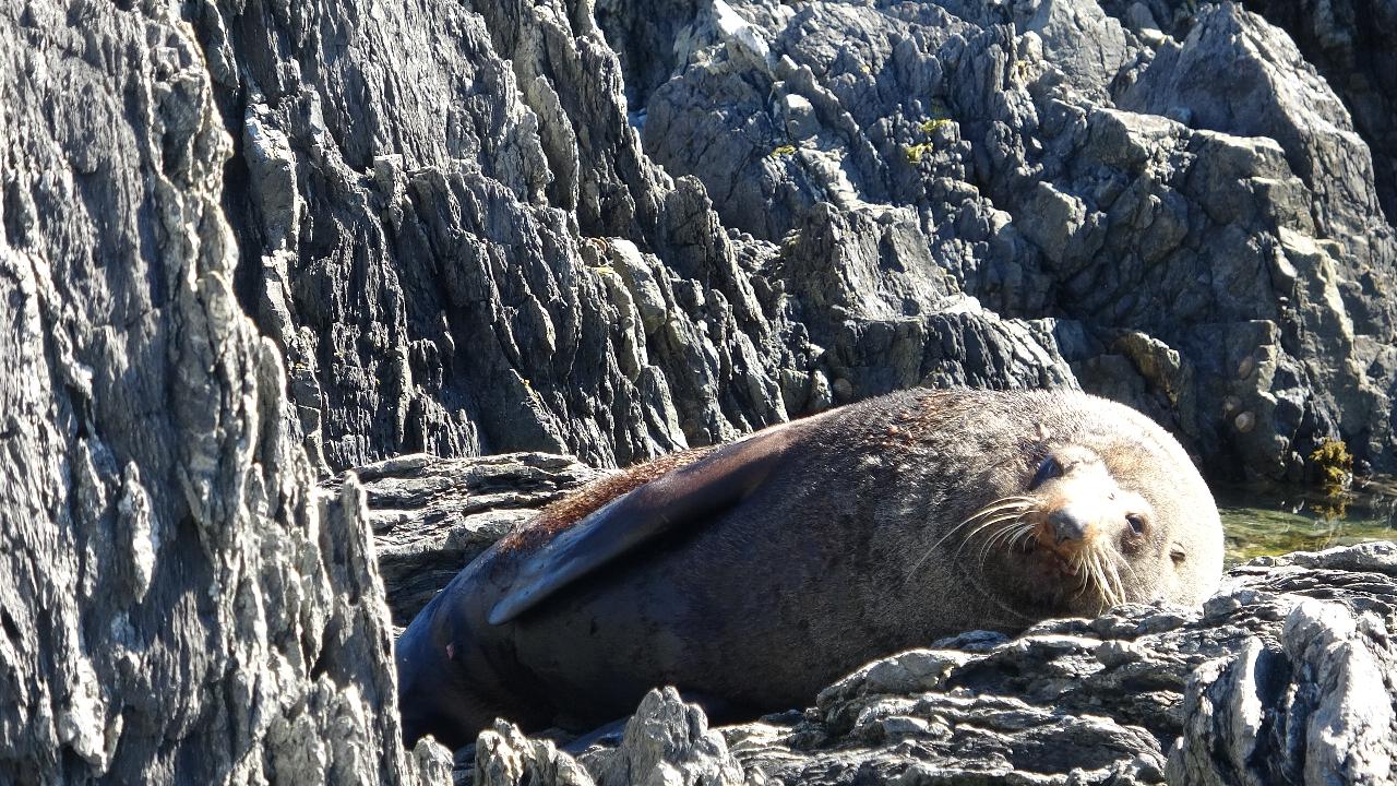 Wellington Seal Coast Safari Day Tour: Private Beach & Fur Seals
