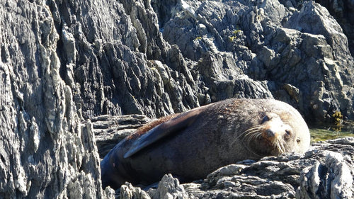 Wellington Seal Coast Safari Day Tour: Private Beach & Fur Seals