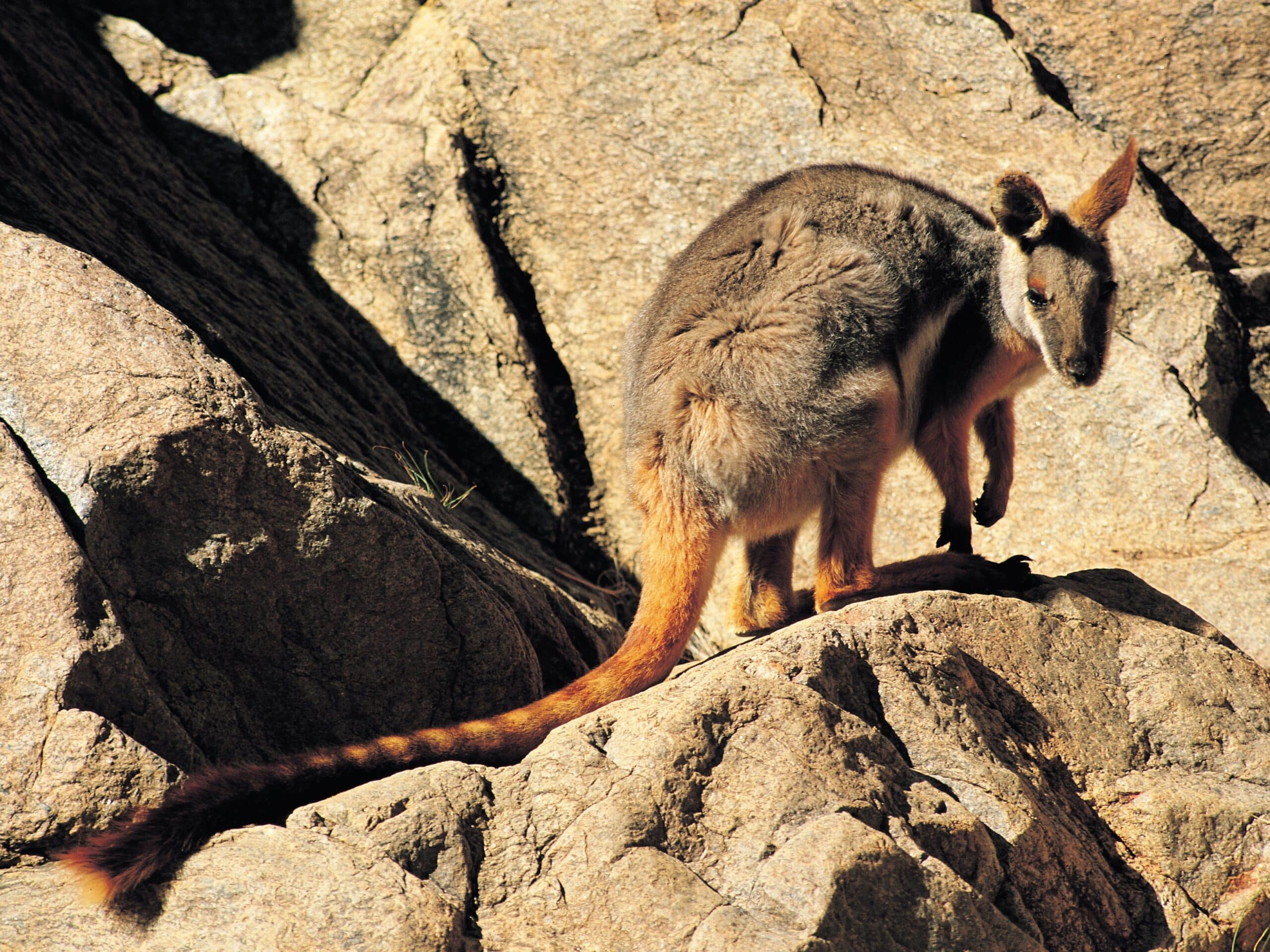 Flinders Ranges 5-Day Ikara Guided Walk: Ancient Gorges & Pound Views