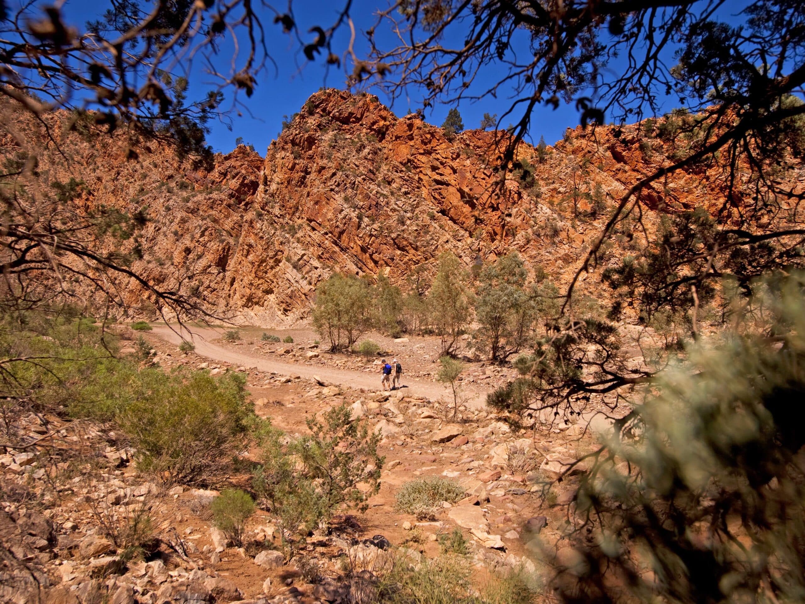 Flinders Ranges 5-Day Ikara Guided Walk: Ancient Gorges & Pound Views