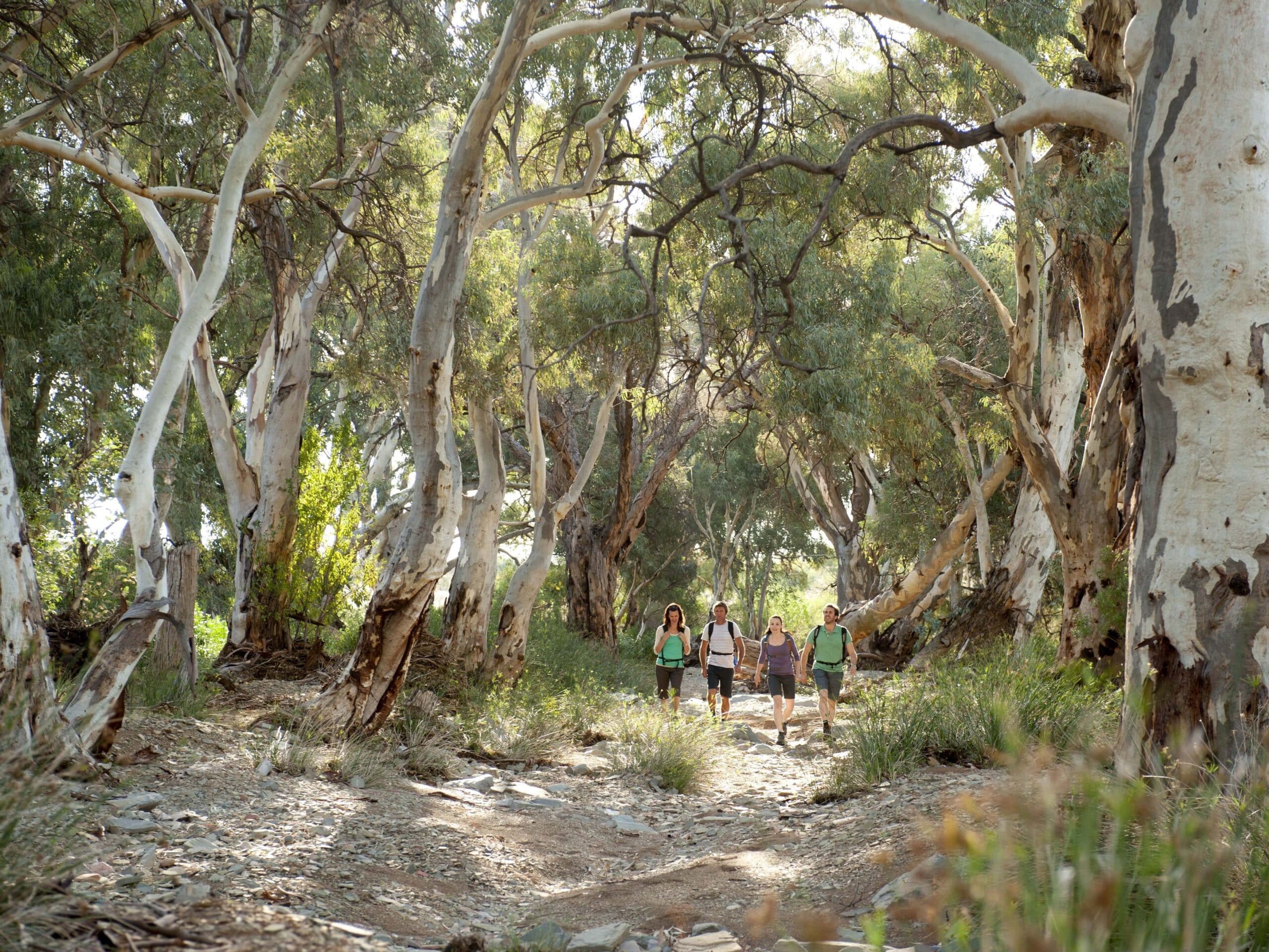 Flinders Ranges 5-Day Ikara Guided Walk: Ancient Gorges & Pound Views
