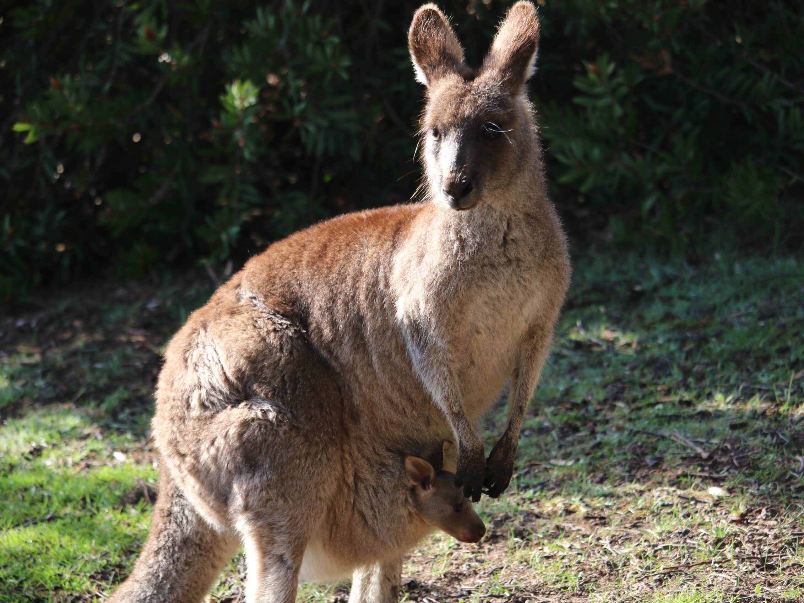 Grampians 4-Day Highlights Walk: Waterfalls, Peaks & Views