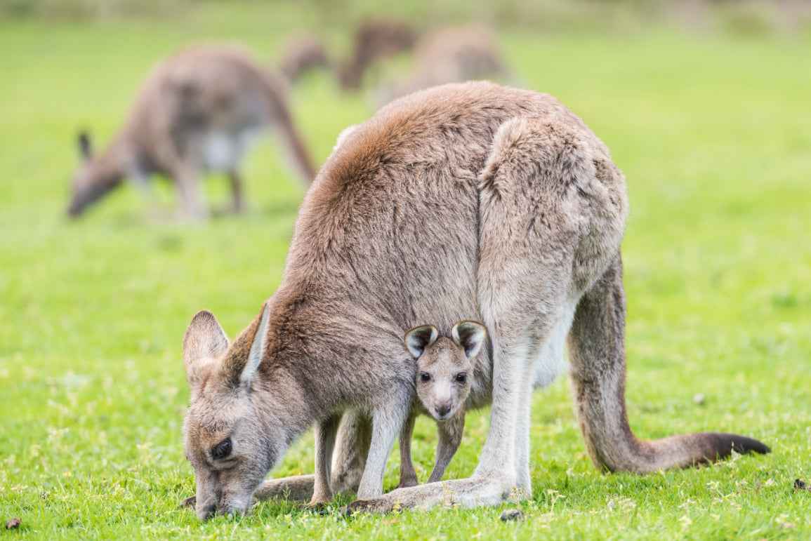 3 Day Great Ocean Road & Grampians Tour from Melbourne