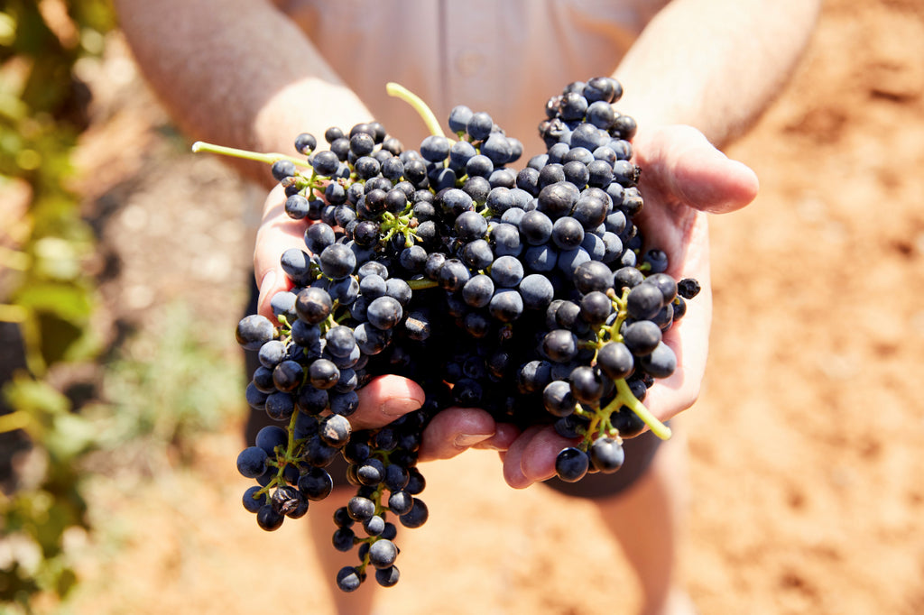 Hunter Valley Wine Tasting & Gourmet Day Tour from Sydney - Zero Trace Tours