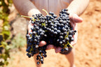 Hunter Valley Wine Tasting & Gourmet Day Tour from Sydney - Zero Trace Tours