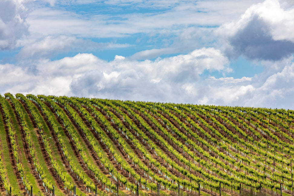 Hunter Valley Wine Tasting & Gourmet Day Tour from Sydney - Zero Trace Tours