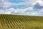 Hunter Valley Wine Tasting & Gourmet Day Tour from Sydney - Zero Trace Tours