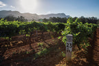 Hunter Valley Wine Tasting & Gourmet Day Tour from Sydney - Zero Trace Tours