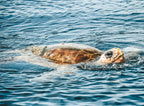 Byron Bay Dolphin Cruise: 2-Hour Ocean Adventure