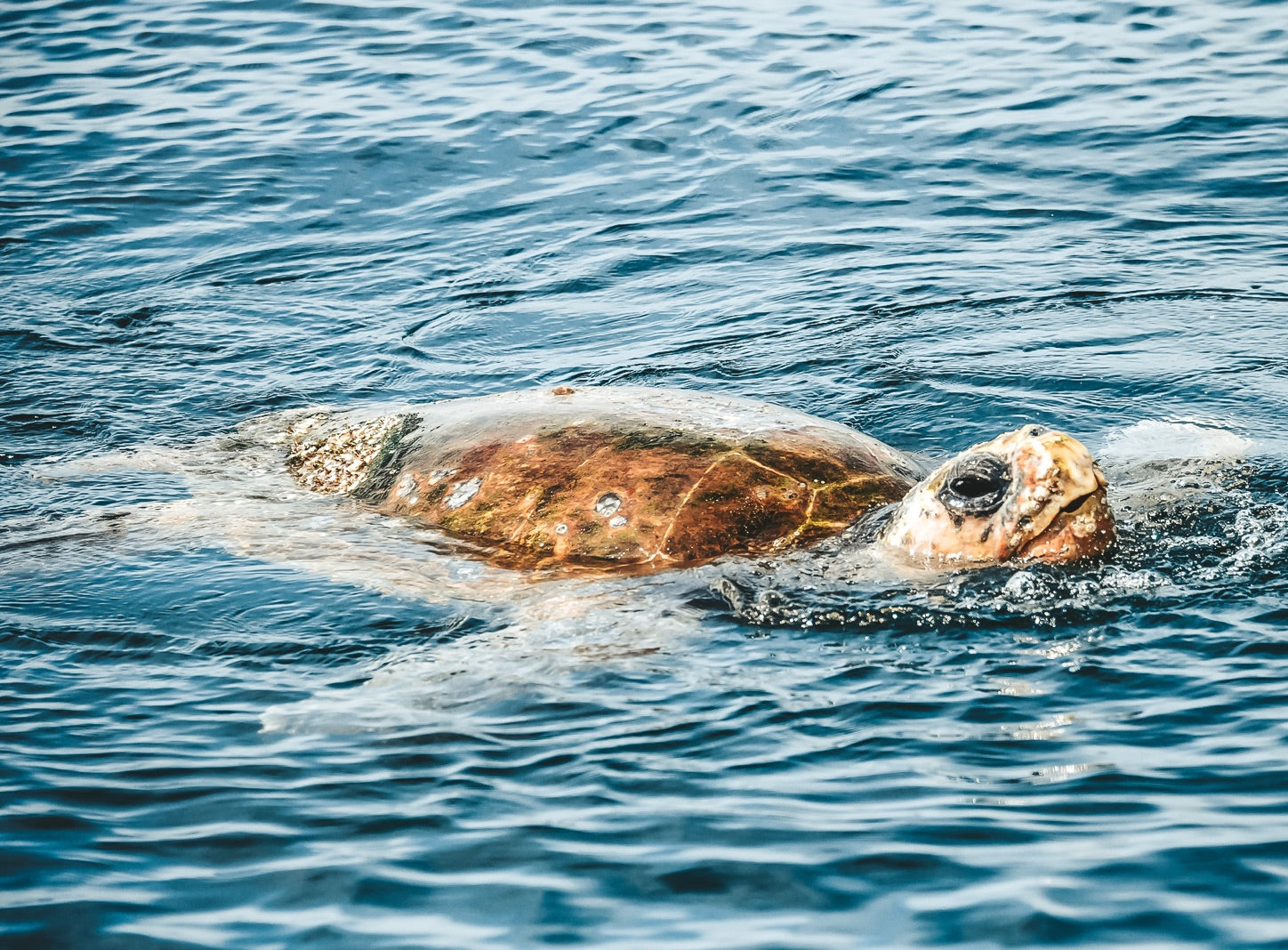 Byron Bay Dolphin Cruise: 2-Hour Ocean Adventure