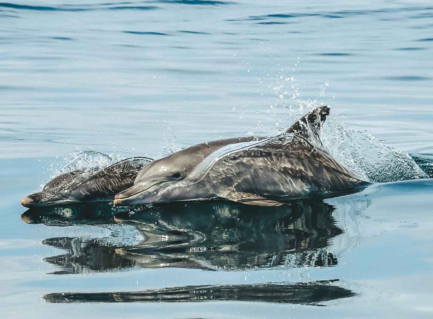 Byron Bay Julian Rocks Snorkeling Tour: Marine Biologist Guided