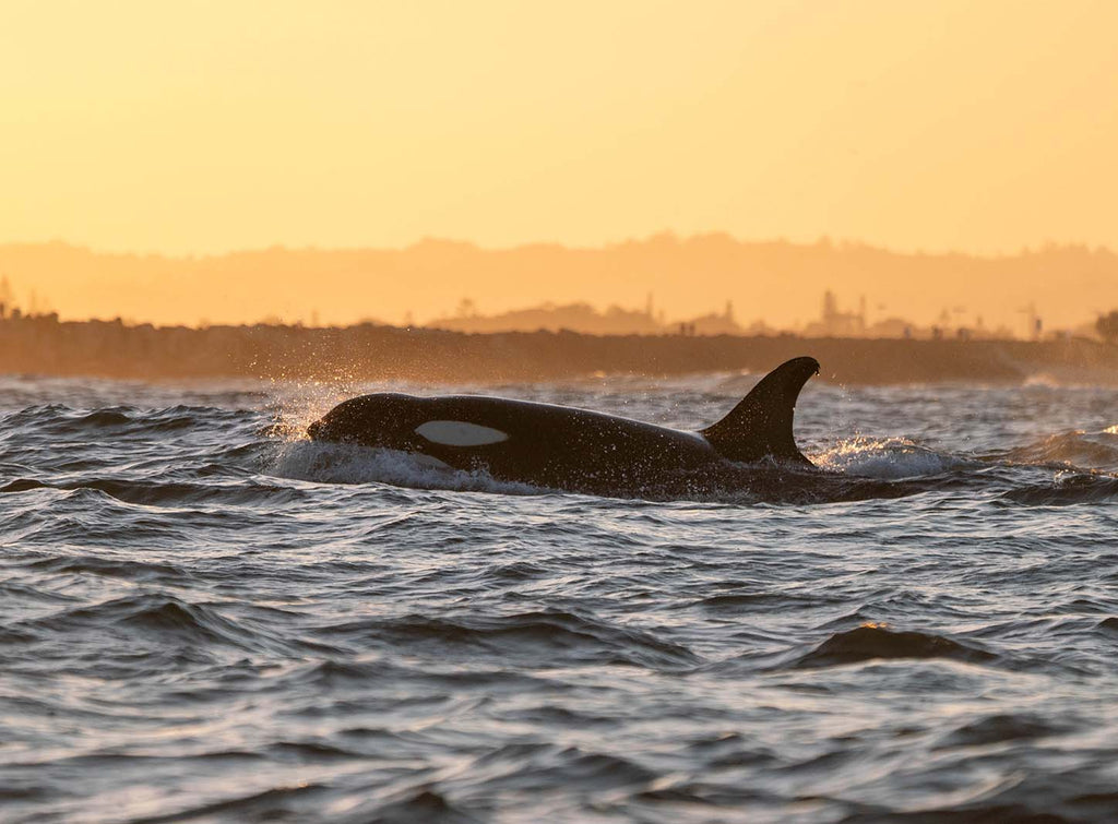 Byron Bay Whale Watching Tour: Humpbacks & Marine Biologist Guide