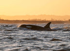 Byron Bay Whale Watching Tour: Humpbacks & Marine Biologist Guide
