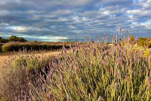 Perth Coral Coast Discovery: Lobster, Lavender & Pinnacles Day Tour
