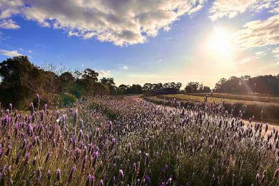 Perth Coral Coast Discovery: Lobster, Lavender & Pinnacles Day Tour