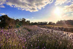 Perth Coral Coast Discovery: Lobster, Lavender & Pinnacles Day Tour