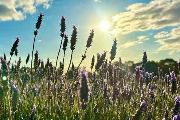 Perth Coral Coast Discovery: Lobster, Lavender & Pinnacles Day Tour