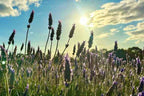 Perth Coral Coast Discovery: Lobster, Lavender & Pinnacles Day Tour