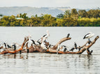 Ballina River Cruise Richmond River: Mangroves & Sunset Wildlife